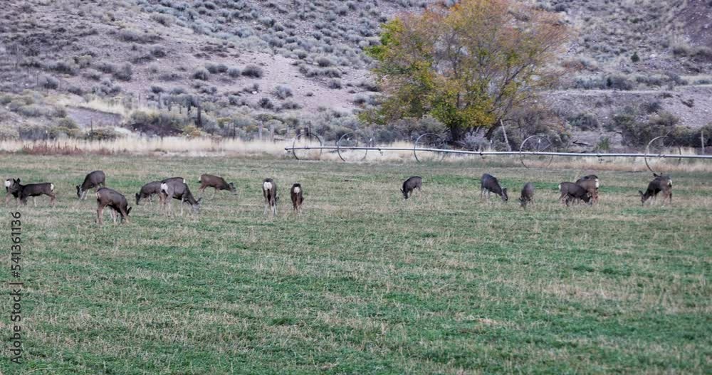 Video Stock Deer in farm field feeding alfalfa pan. Wildlife enter farm