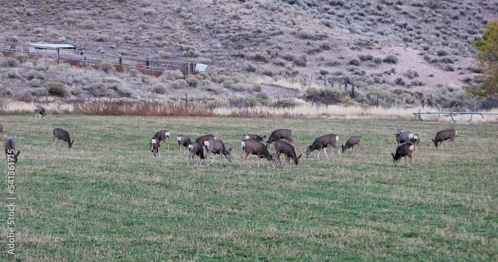 Deer in farm field feeding alfalfa. Wildlife enter farm field to eat
