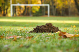 Mole mound on football (soccer) field