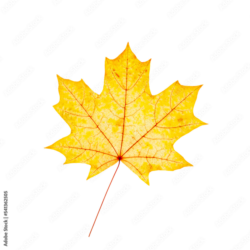 Autumn maple yellow leaf with natural texture isolated on white background. Natural fallen autumn leaf as decorative element, cutout object. Seasonal fall leaf Autumn maple yellow leaf with natural texture isolated on white background. Natural fallen autumn leaf as decorative element, cutout object. Seasonal fall leaf