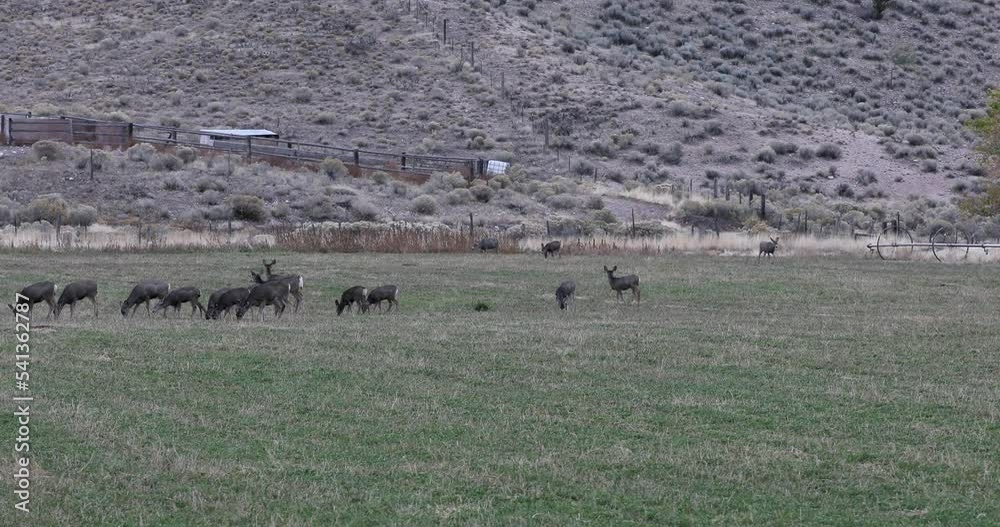 Deer herd grazing farming field October Utah. Wildlife enter farm field to eat grains alfalfa