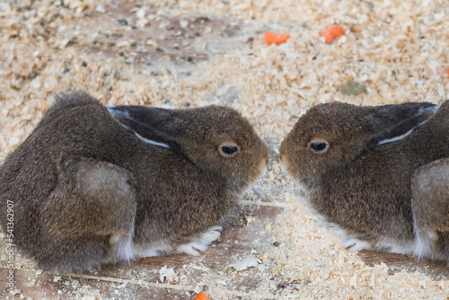 Two gray rabbits look at each other. Sweet couple, love and humor concept