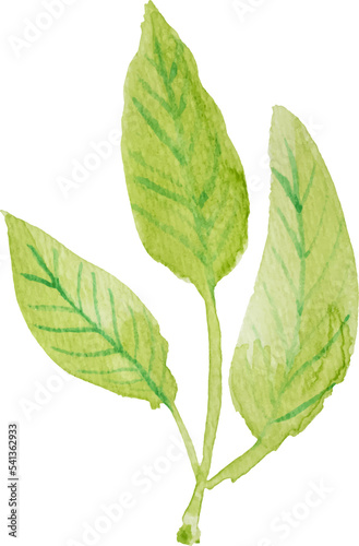watercolor green leaf element