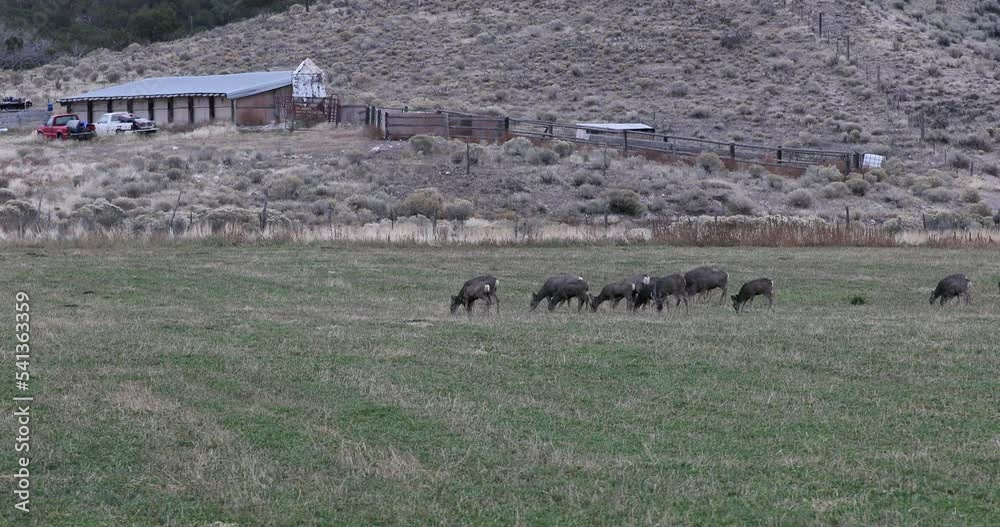 Deer herd grazing farming field October Utah. Wildlife enter farm field to eat grains alfalfa