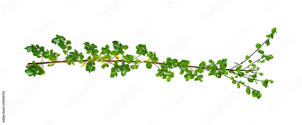 leaf vine Isolate on transparent background PNG file leaf vine Isolate on transparent background PNG file
