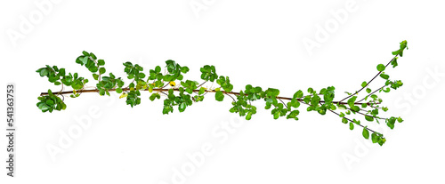 Photographie leaf vine Isolate on transparent background PNG file