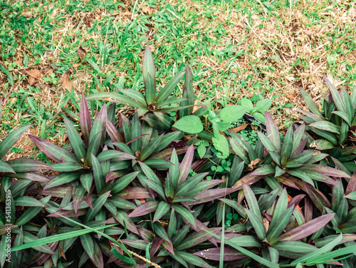 purple ornamental plant with slightly dry grass around it