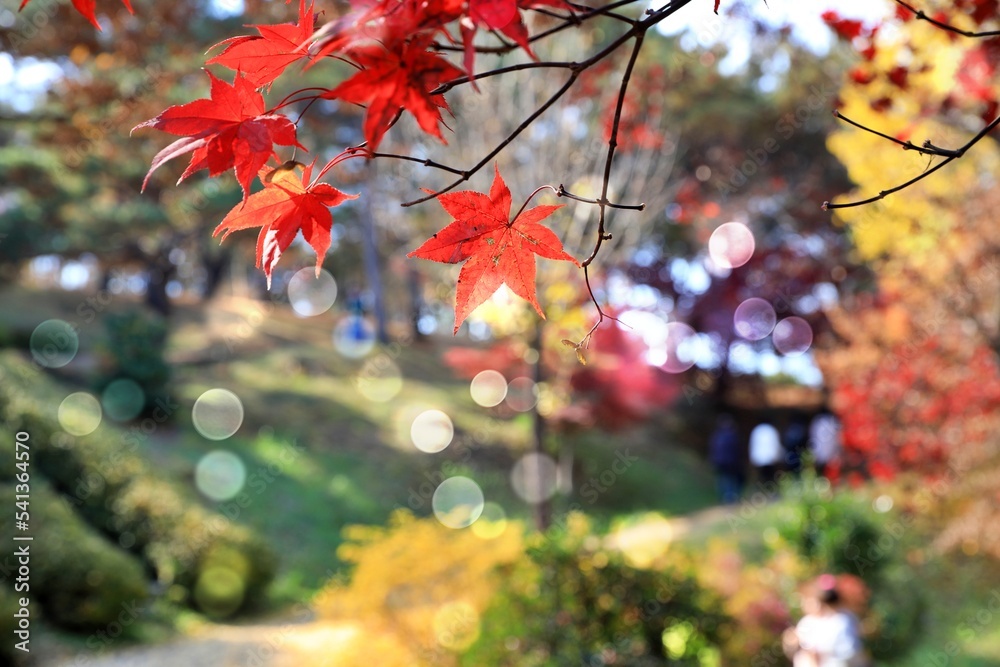 가을풍경 - 단풍나무 Stock Photo | Adobe Stock