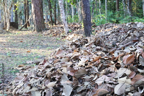 Dry leaves under the trees in the forest. A pile of brown dry leaves divides the people's habitat and the park's forests in a shallow perspective.