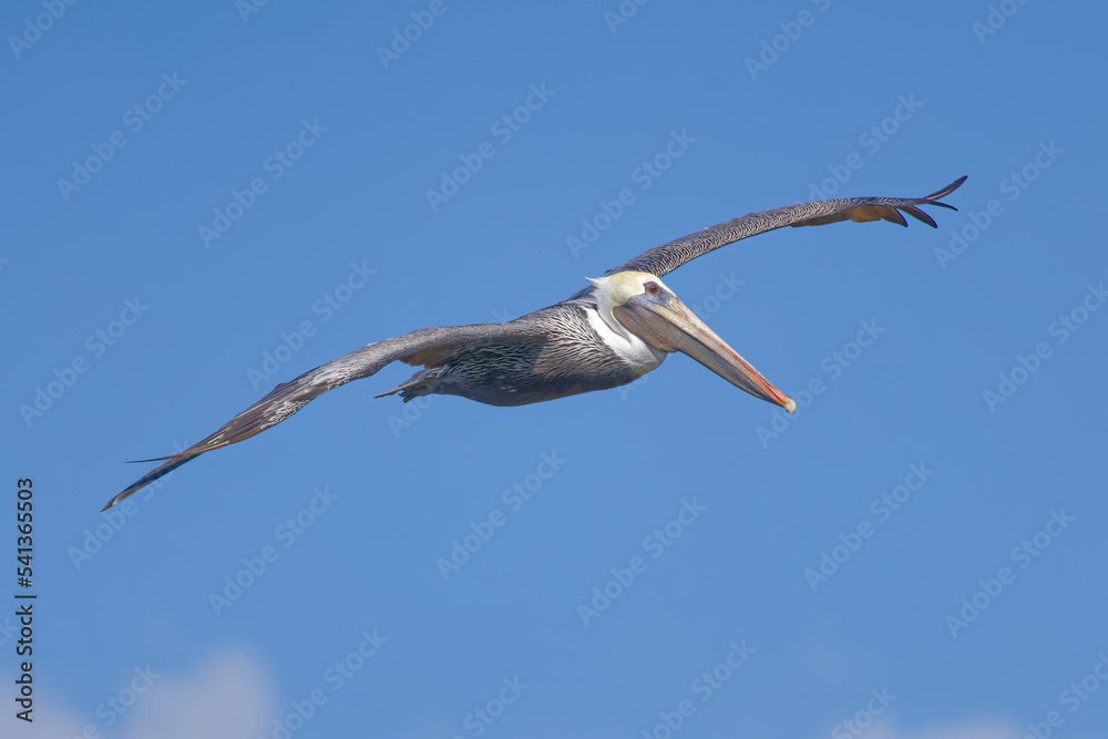 Obraz premium Adult Brown Pelican (Pelecanus occidentalis) in flight.