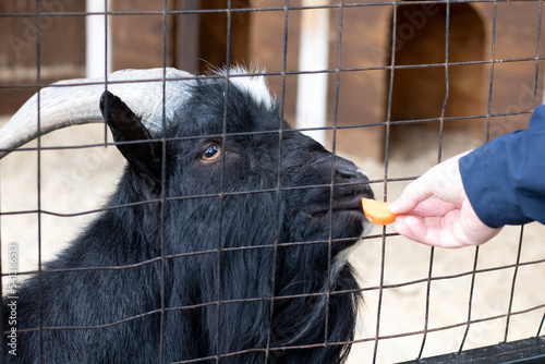 Feeding animals in the zoo. A hand feeds a goat with a carrot