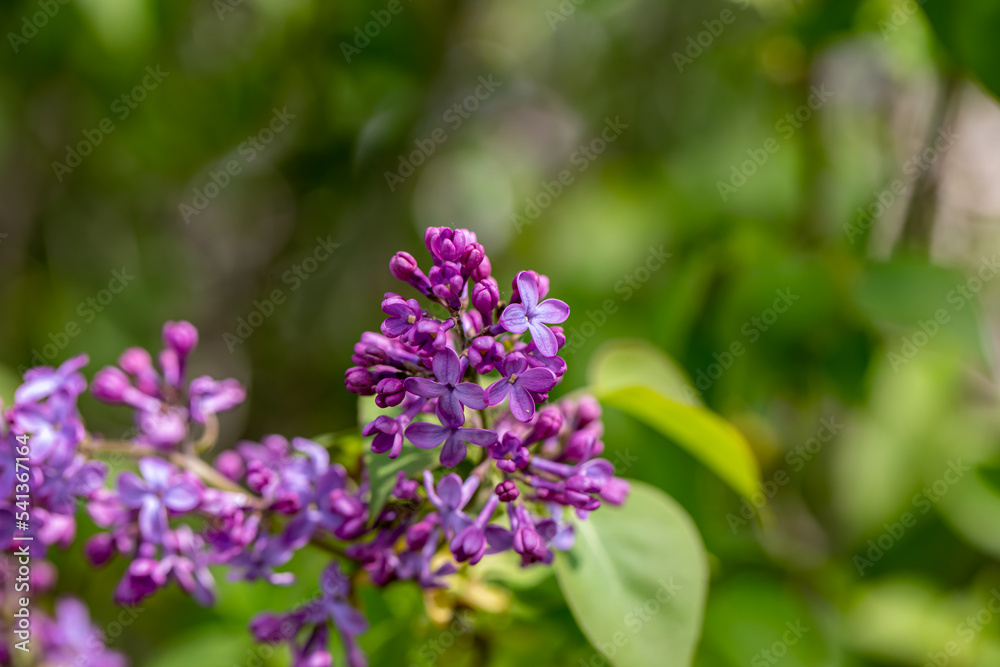 Syringa vulgaris flower growing in meadow, macro Syringa vulgaris flower growing in meadow, macro