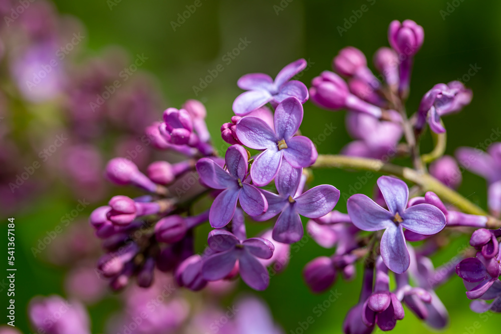 Syringa vulgaris flower growing in meadow, macro Syringa vulgaris flower growing in meadow, macro