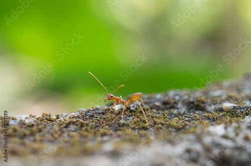 red ant fighting nature green background, Life cycle, Ants (Oecophylla smaragdina) walking to Foraging. © naphat2016