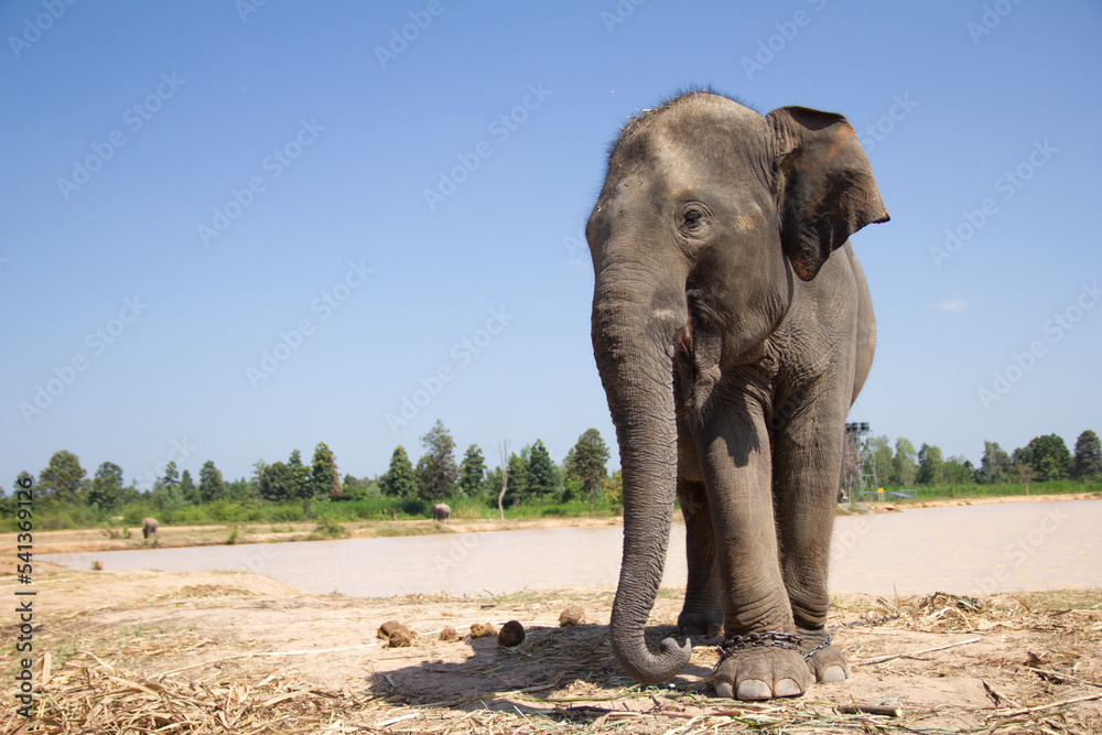 Fototapeta premium elephant in the zoo