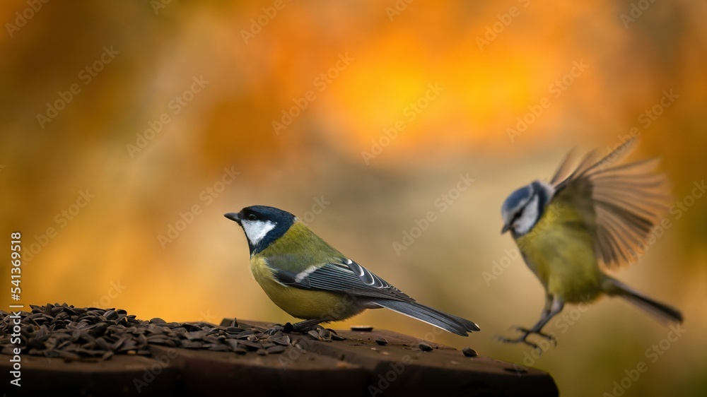 Dokarmianie ptaków na zimę - sikorki jedzące ziarna słonecznika w karmniku  - obrazy, fototapety, plakaty 