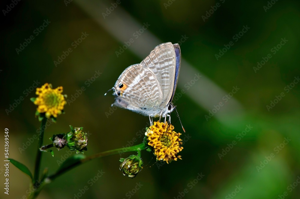 Fototapeta premium 秋に草原で見られるかわいい小さなチョウ、ウラナミシジミ