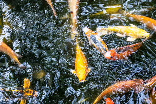 Japanese koi carp fish, a beautiful medium-sized colourful asian fishes swimming in clear freshwater pond background.