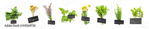 Photo Group of healthy herbs on white background