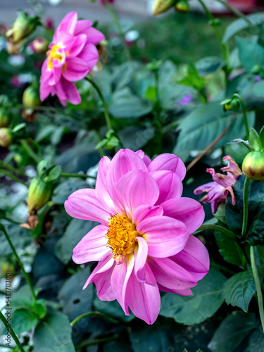 bright fresh pink dahlias in the garden