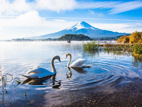白鳥と富士山 © 文明 金本