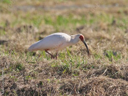 Toki or Japanese crested ibis or Nipponia nippon at a rice field in Sado island, Japan
 photo