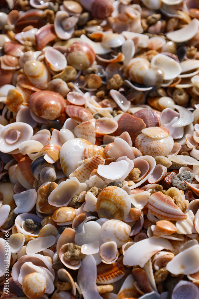 Closeup view of sea shells as background Closeup view of sea shells as background