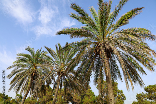 Green palms on sky background