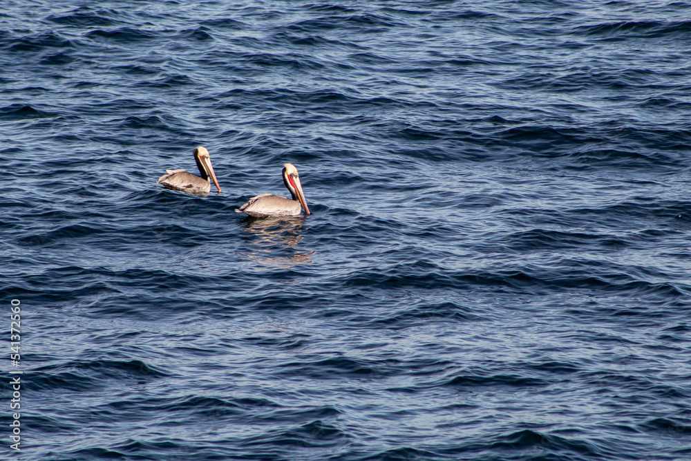 Pelicans in the water by San Diego Harbor.