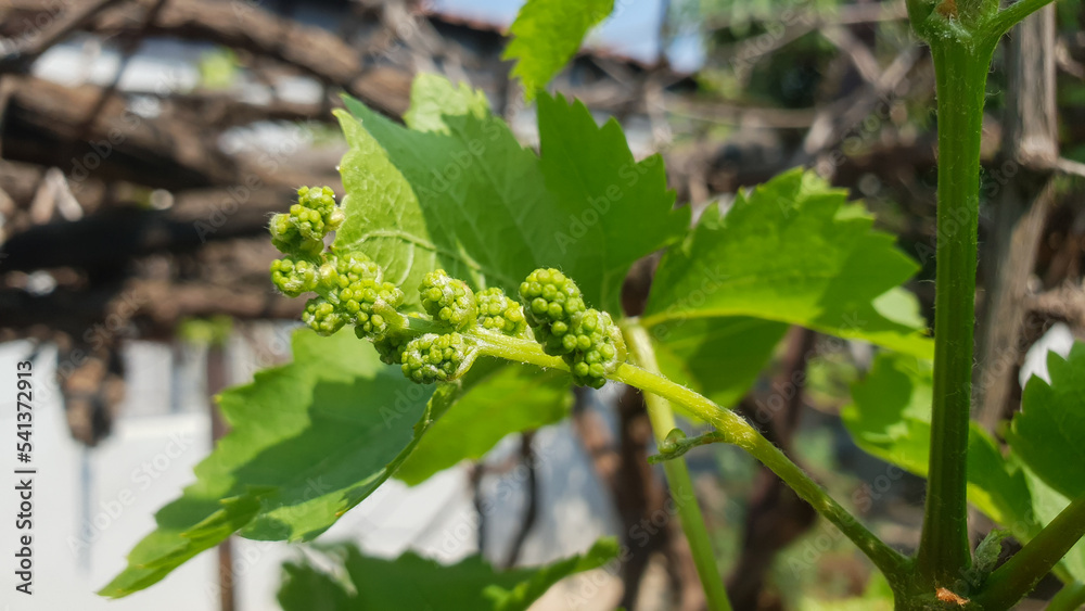 green growing baby grapes hanging from a branch from a grape tree green growing baby grapes hanging from a branch from a grape tree