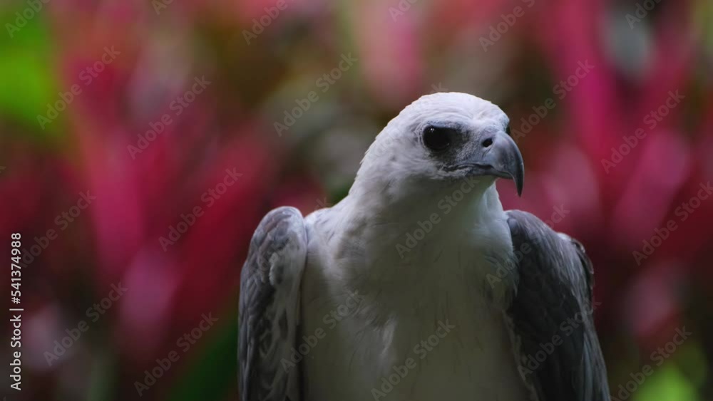 Stoops down to preen itself and its back side, White-bellied Sea Eagle Haliaeetus leucogaster. Stoops down to preen itself and its back side, White-bellied Sea Eagle Haliaeetus leucogaster.
