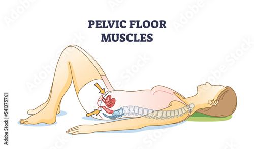 Pelvic floor muscles anatomical location in female body outline diagram. Educational woman with inner muscular coccygeus, ileococcygeus and pubococcygeus vector illustration. Kegel exercises parts.