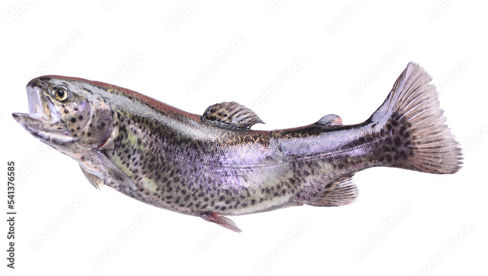 Naklejka premium Fish trout isolated