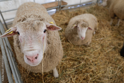 Fototapeta Naklejka Na Ścianę i Meble -  Shallow depth of field (selective focus) image with breeds of sheep at a farming fare.