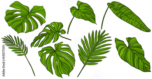 Green leaves isolated on white. Tropical leaves. Hand drawn illustration.