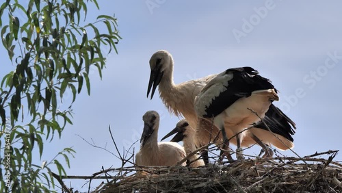 Cute family of storks in the nest photo