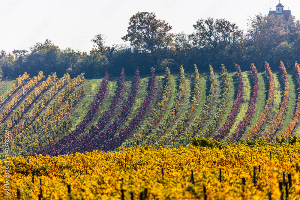 colorful autumn vineyards rows . 