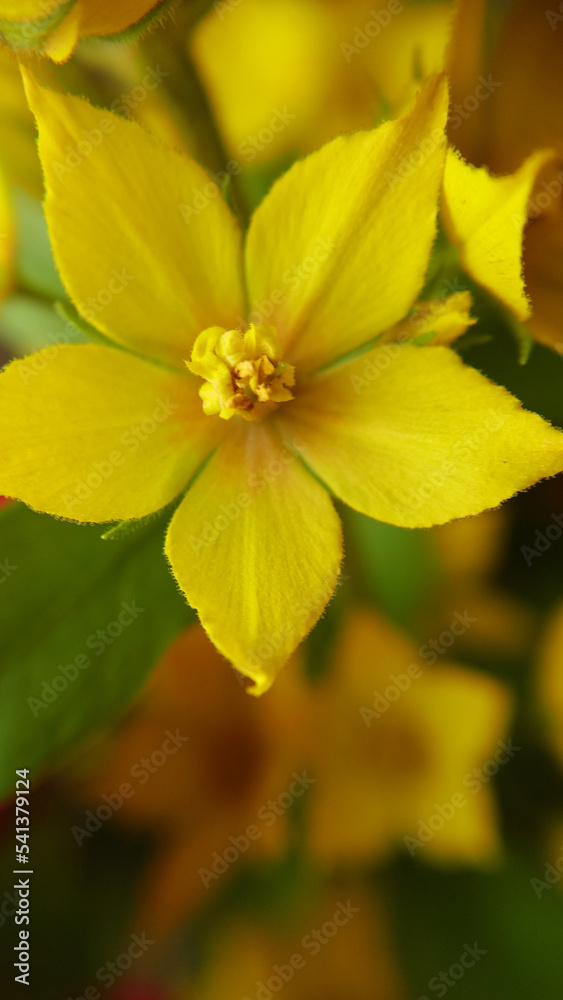 Background texture of a blooming perennial yellow wildflower Background texture of a blooming perennial yellow wildflower