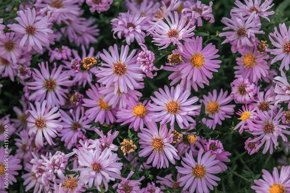 Purple September flowers in the garden. Beautiful background of aster flowers. Background with pink asters. Autumn background with bright pink aster flowers. Aster Alpine, a perennial plant. 