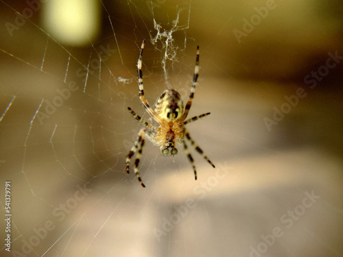 Striped spider with green eyes hanging on a web