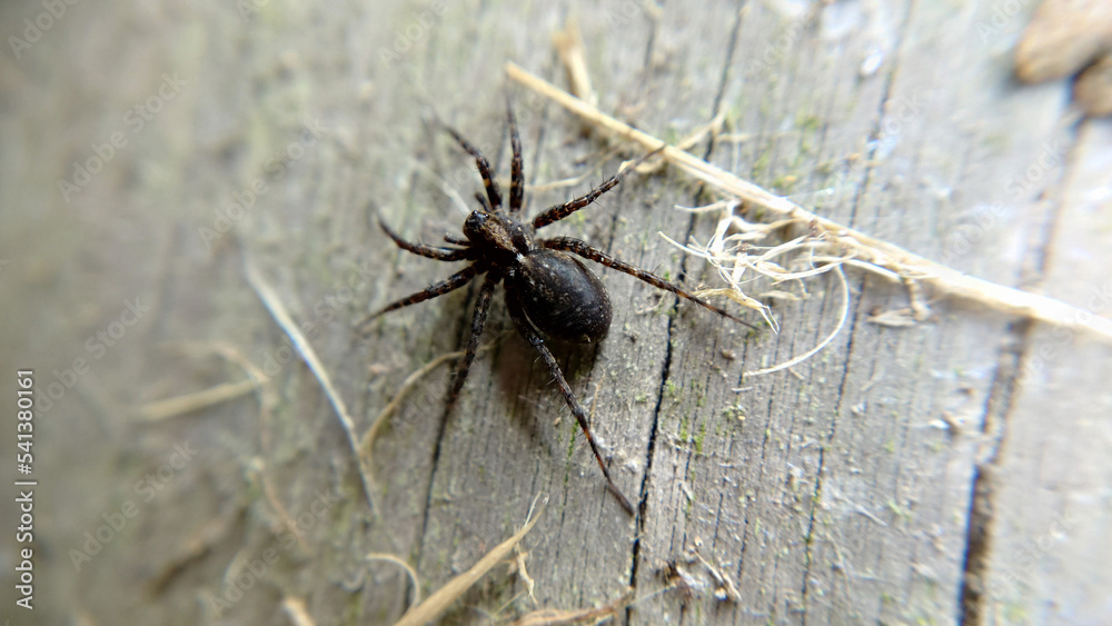 Black spider on the background of an old wooden board Black spider on the background of an old wooden board