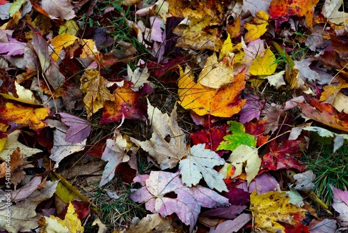 Bright, dried, colorful leave son the ground after defoliation
