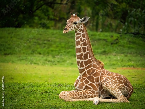 Photography Cute giraffe sitting on the grass at the zoo