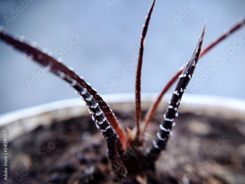 Long protruding withered tendrils of a purple cactus close-up