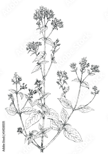 Oregano flowering twig (Origanum vulgare) botanical drawing. Ink on paper.