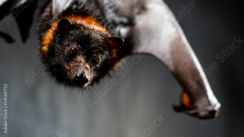 Close-up of a hanging Mariana fruit bat (Pteropus mariannus) on a gray background photo