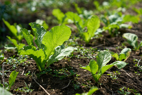Closeup greens in a vegetable field, organically grown            