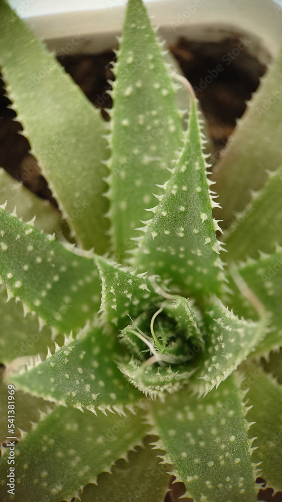 Background image of an aloe plant close-up in a pot Background image of an aloe plant close-up in a pot