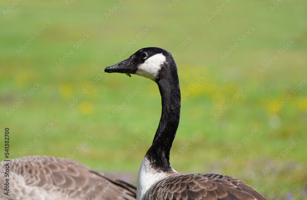 Portrait of a Canada goose with a green background. Close-up of the head. Branta canadensis.
Portrait of a Canada goose with a green background. Close-up of the head. Branta canadensis.