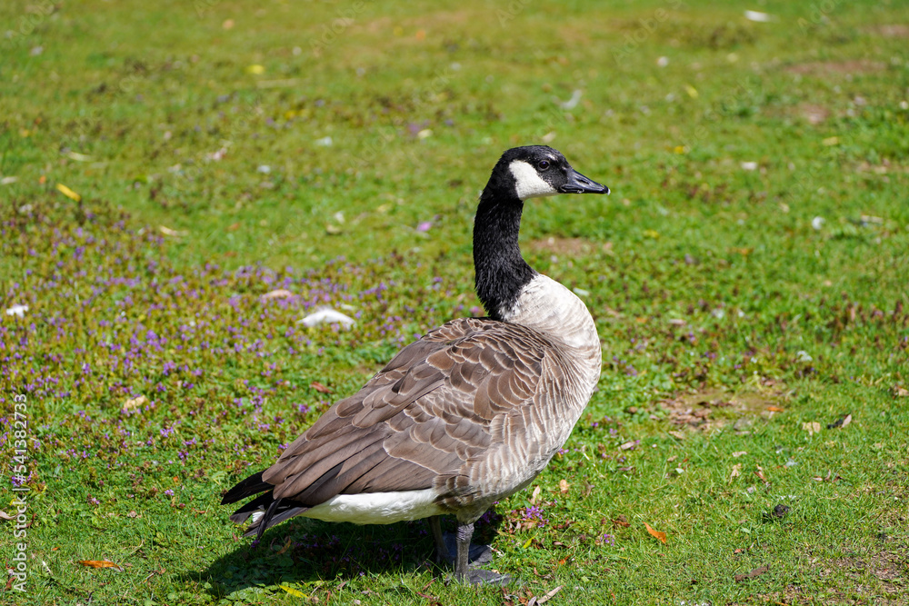 Canada goose in a meadow. Branta canadensis.
Canada goose in a meadow. Branta canadensis.